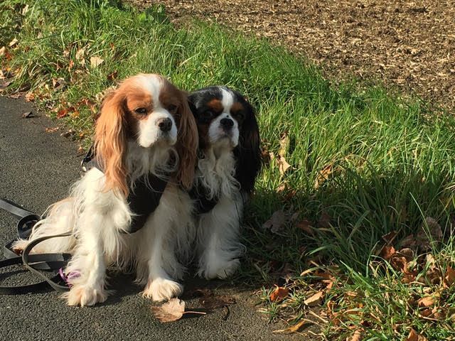 des cavaliers de cecvan - June & Sally