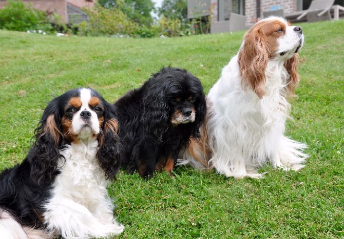 des cavaliers de cecvan - June et ses amis