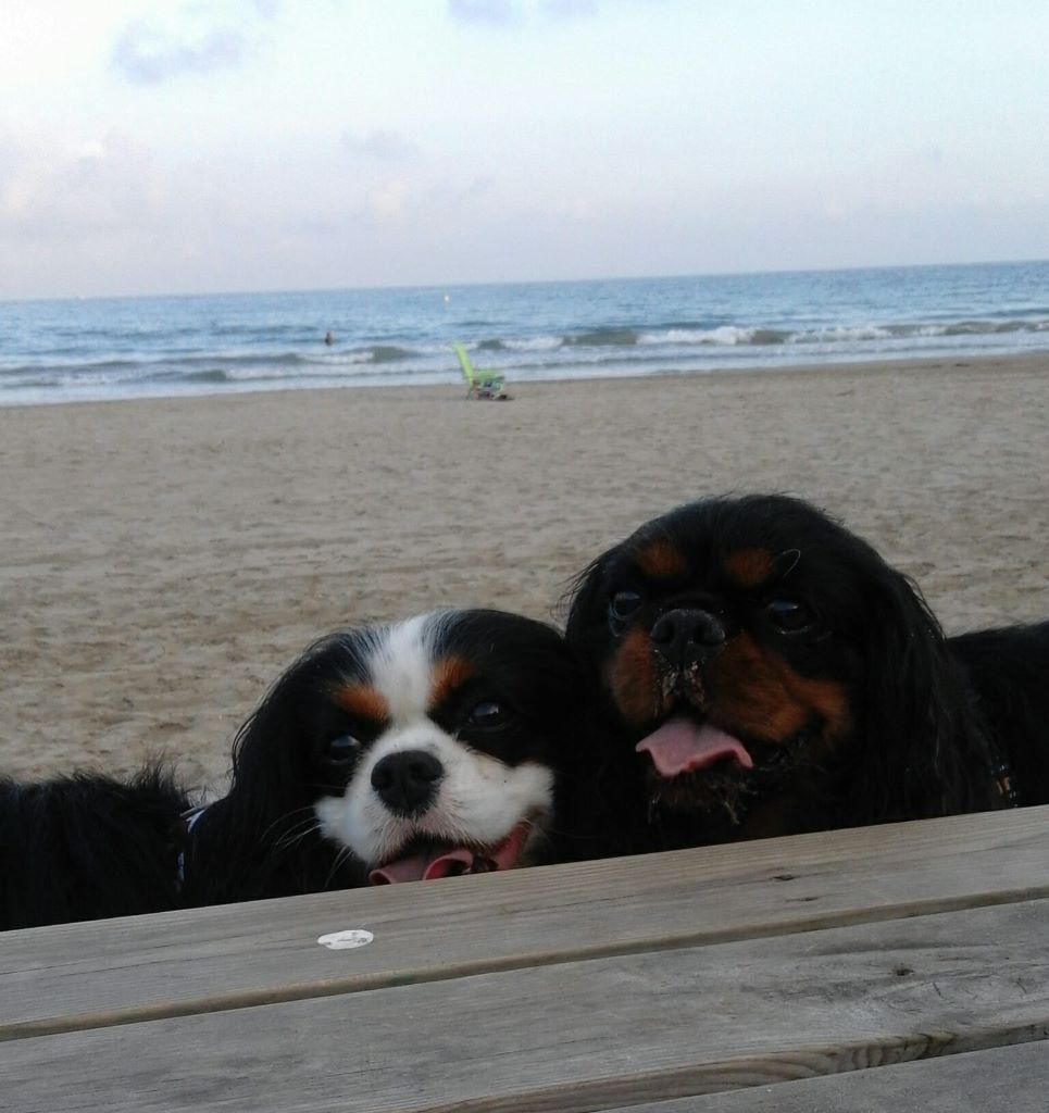 des cavaliers de cecvan - Lakota & Houston