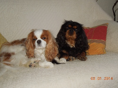 des cavaliers de cecvan - Houston et Guess