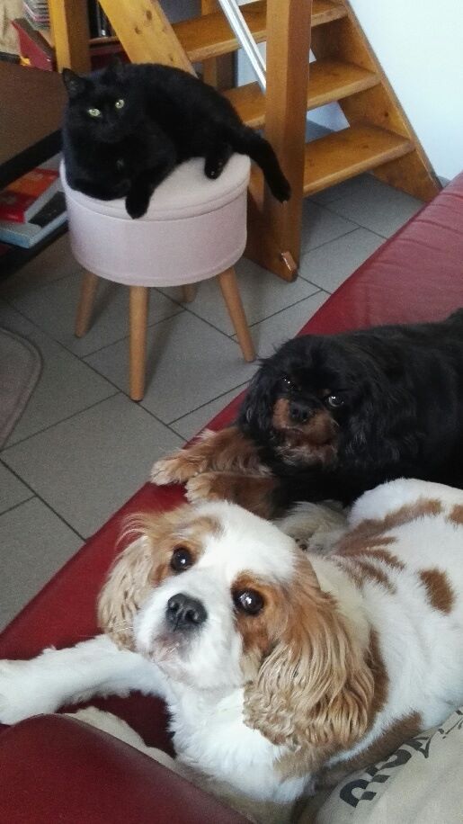 des cavaliers de cecvan - Idalgo
