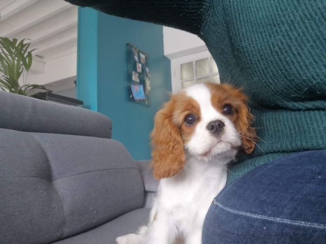 des cavaliers de cecvan - Romy