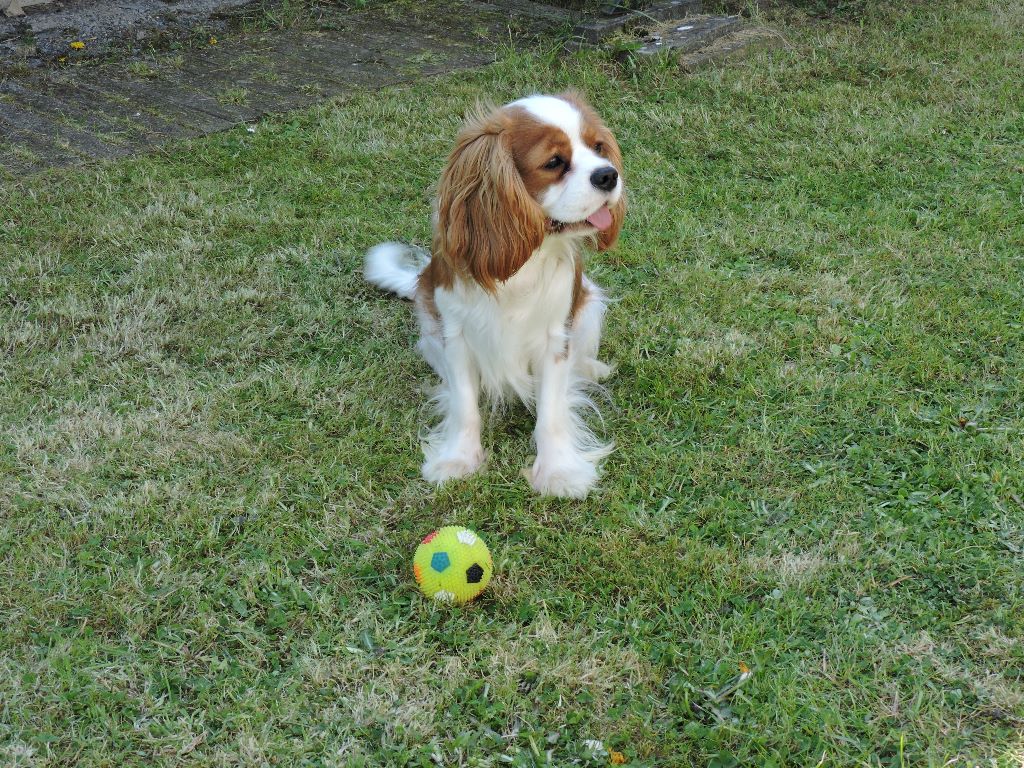 des cavaliers de cecvan - Moskito