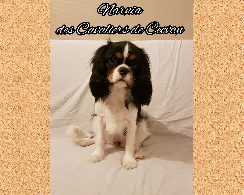 des cavaliers de cecvan - Narnia
