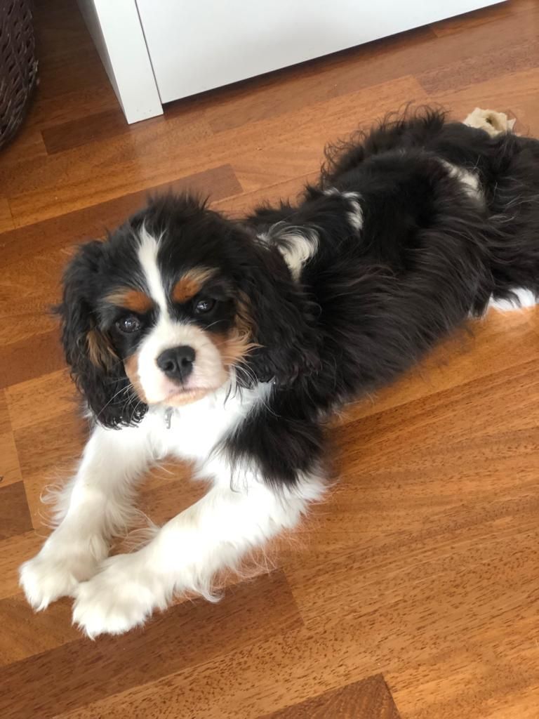 des cavaliers de cecvan - snoopy