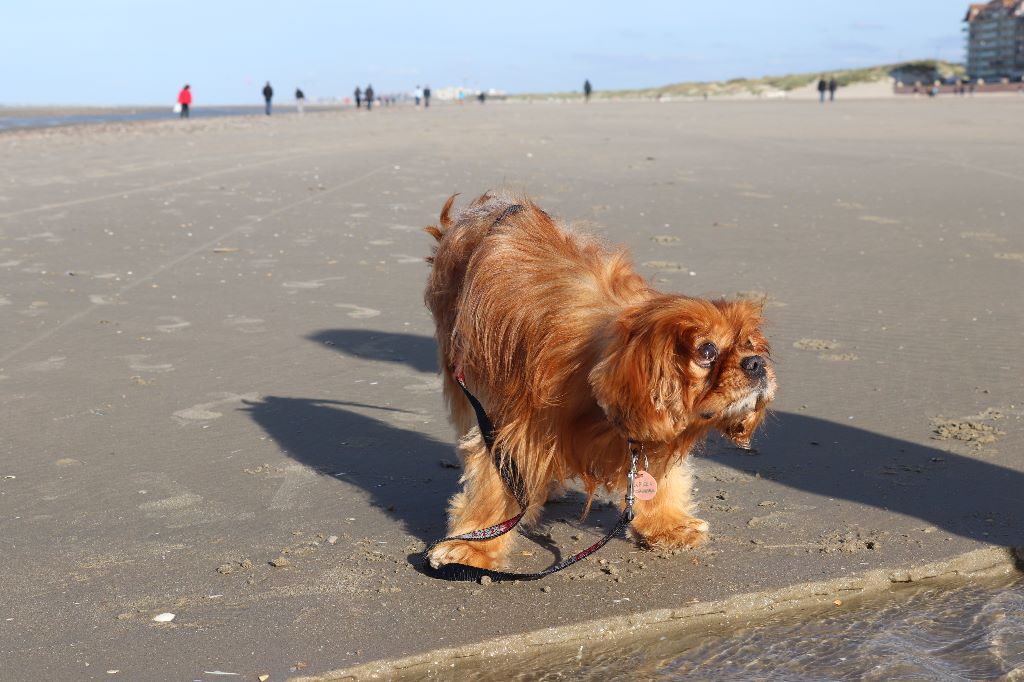 des cavaliers de cecvan - Biscuit