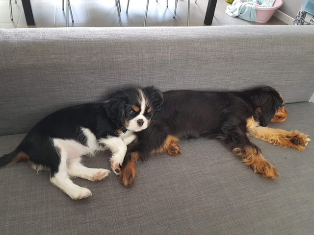 des cavaliers de cecvan - Oska et sa copine Olly