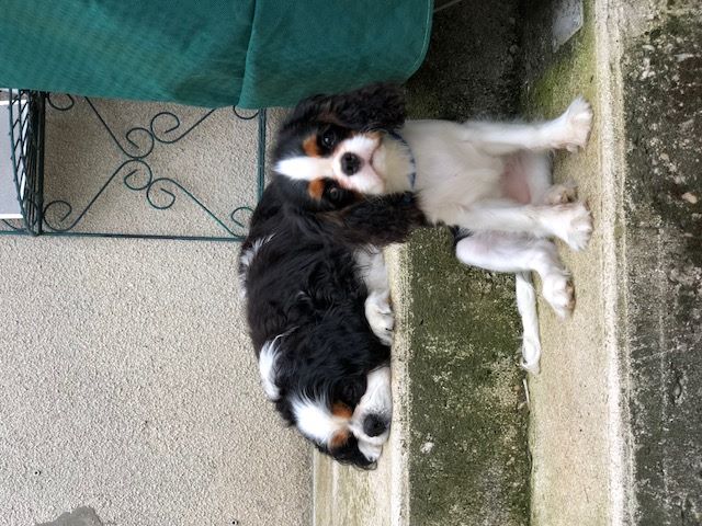 des cavaliers de cecvan - Only You et Bull