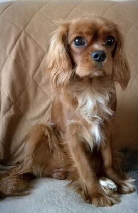 des cavaliers de cecvan - Pouppy