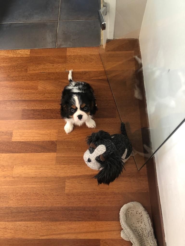 des cavaliers de cecvan - Snoopy