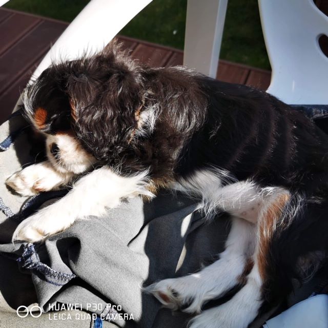 des cavaliers de cecvan - Peyton