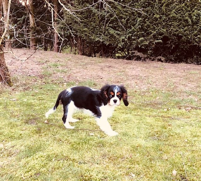 des cavaliers de cecvan - Owen