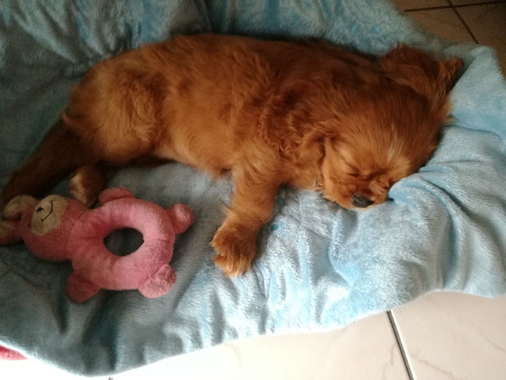 des cavaliers de cecvan - Pouppy Praline