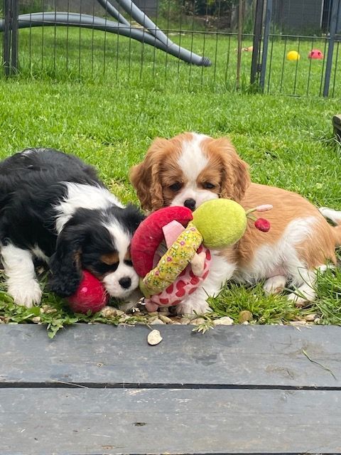 des cavaliers de cecvan - Hope et Marley