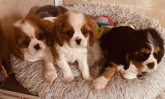 des cavaliers de cecvan - Uppy, Ulka et Uana