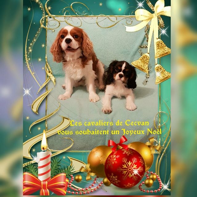 des cavaliers de cecvan - Joyeux Noël