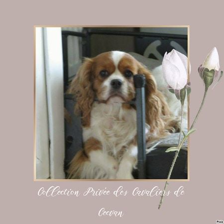 des cavaliers de cecvan - Au revoir ma Cerise