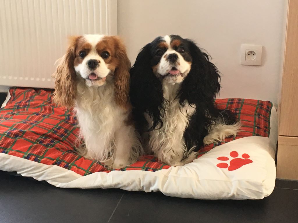 des cavaliers de cecvan - Lipton & Momoï