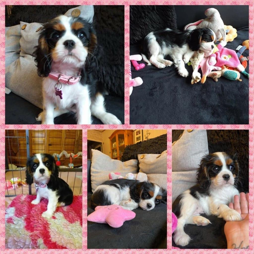 des cavaliers de cecvan - Ruby