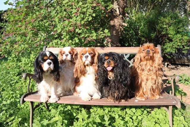 des cavaliers de cecvan - Une grande famille
