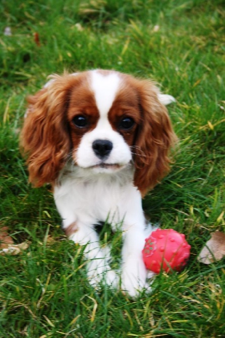 des cavaliers de cecvan - Jessie