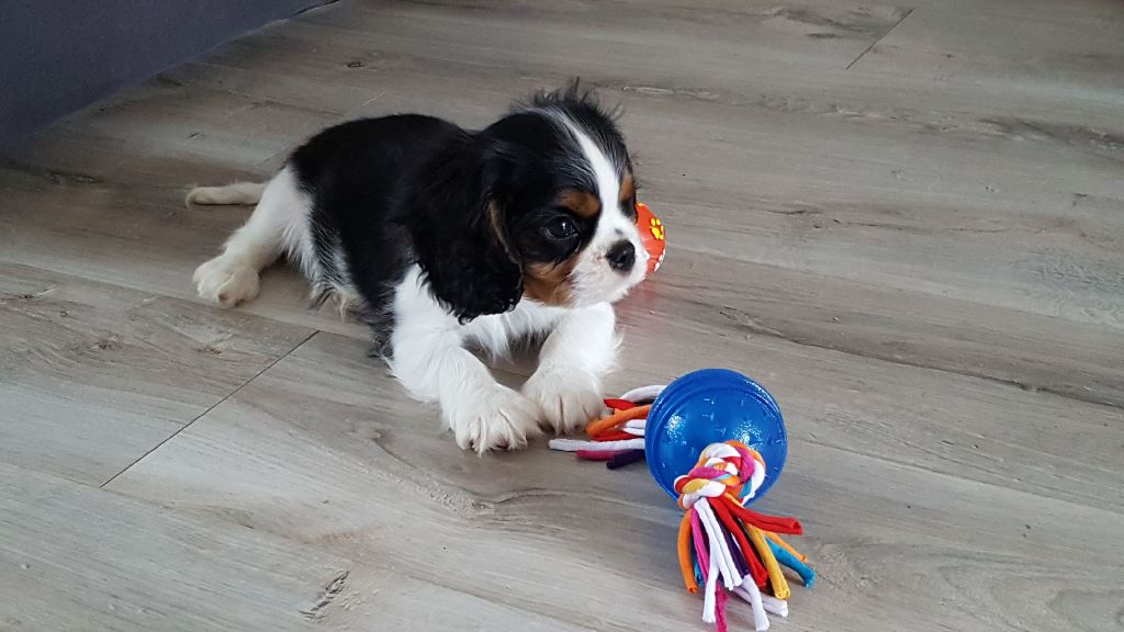 des cavaliers de cecvan - Nicky