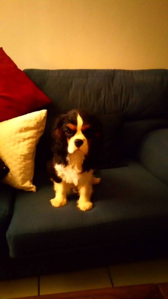 des cavaliers de cecvan - Onyx
