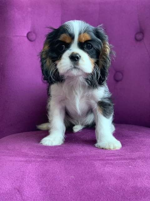 des cavaliers de cecvan - Peyton