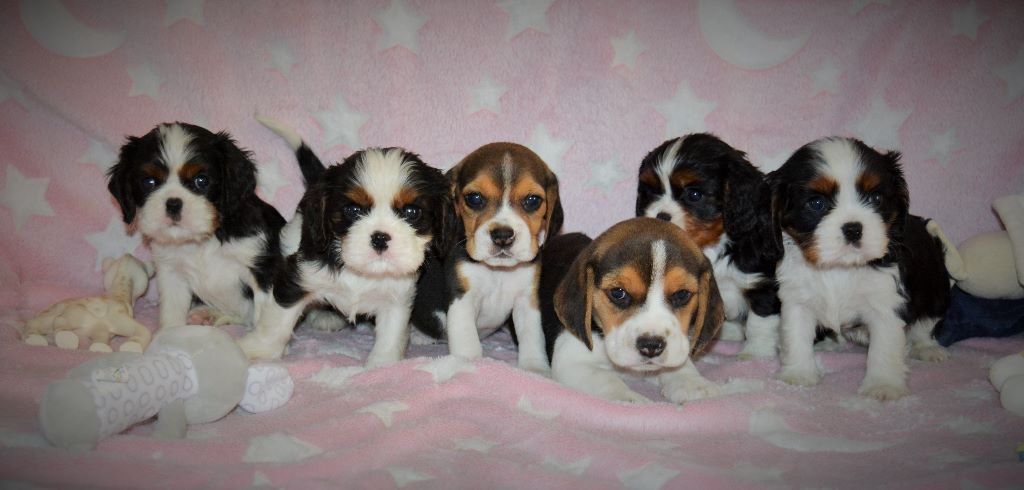 des cavaliers de cecvan - Les bb Cavaliers et les bb Beagles