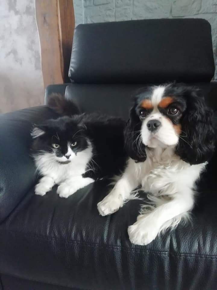 des cavaliers de cecvan - Nina