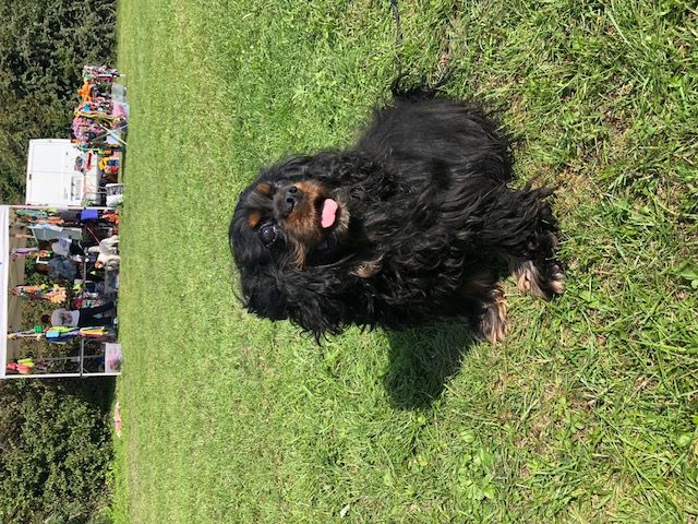 des cavaliers de cecvan - Cachou