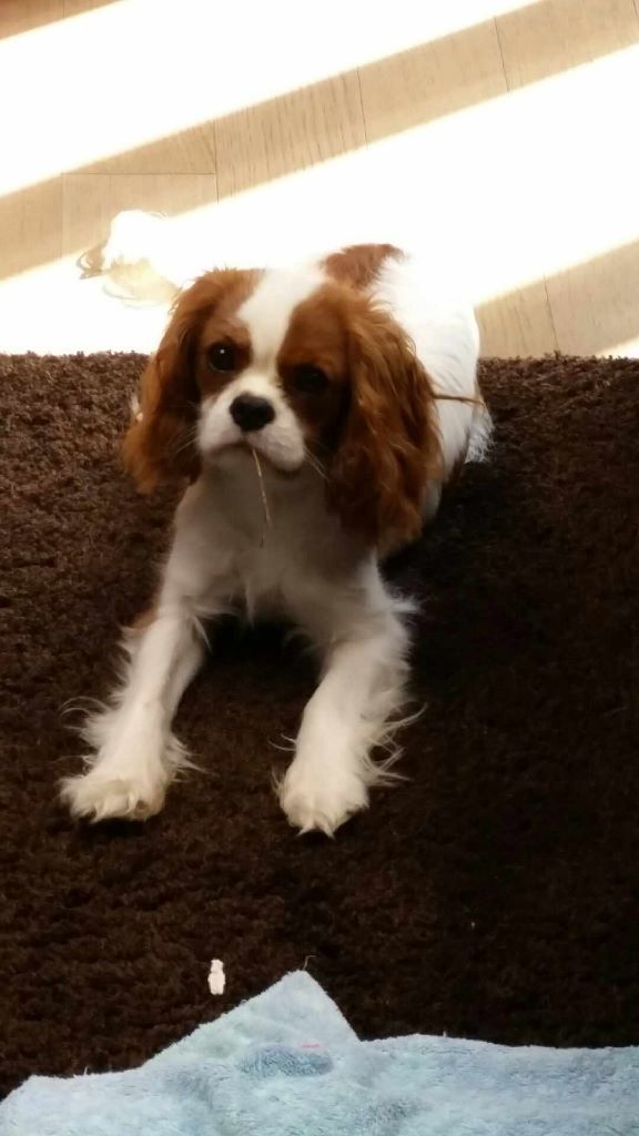 des cavaliers de cecvan - Mowgli