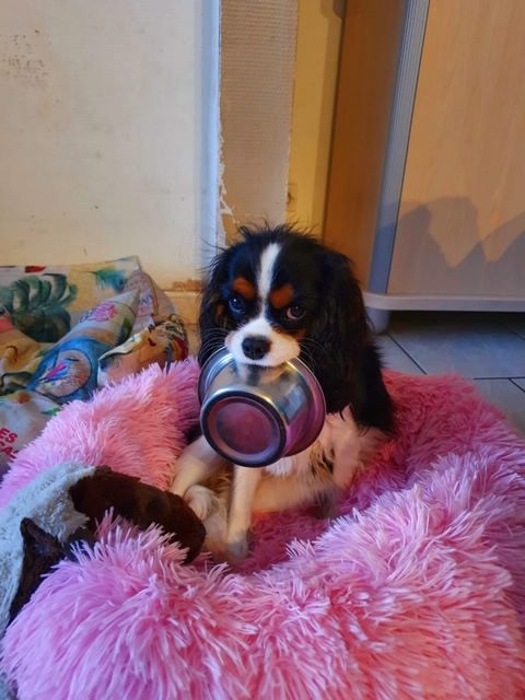 des cavaliers de cecvan - Rose