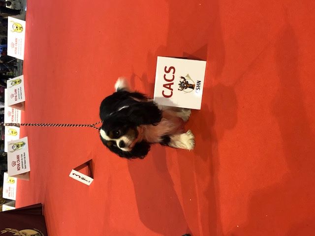 des cavaliers de cecvan - Lasting Impression (Mickey)