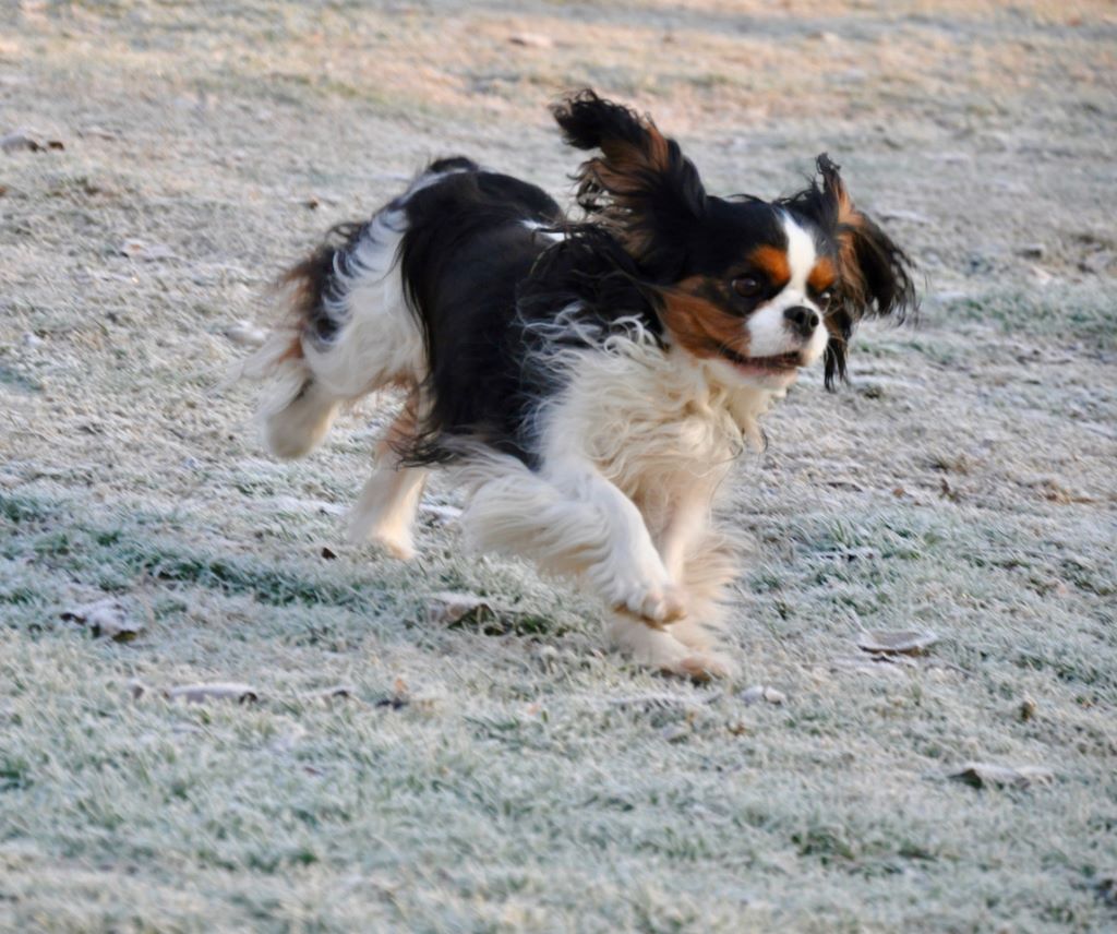 des cavaliers de cecvan - June