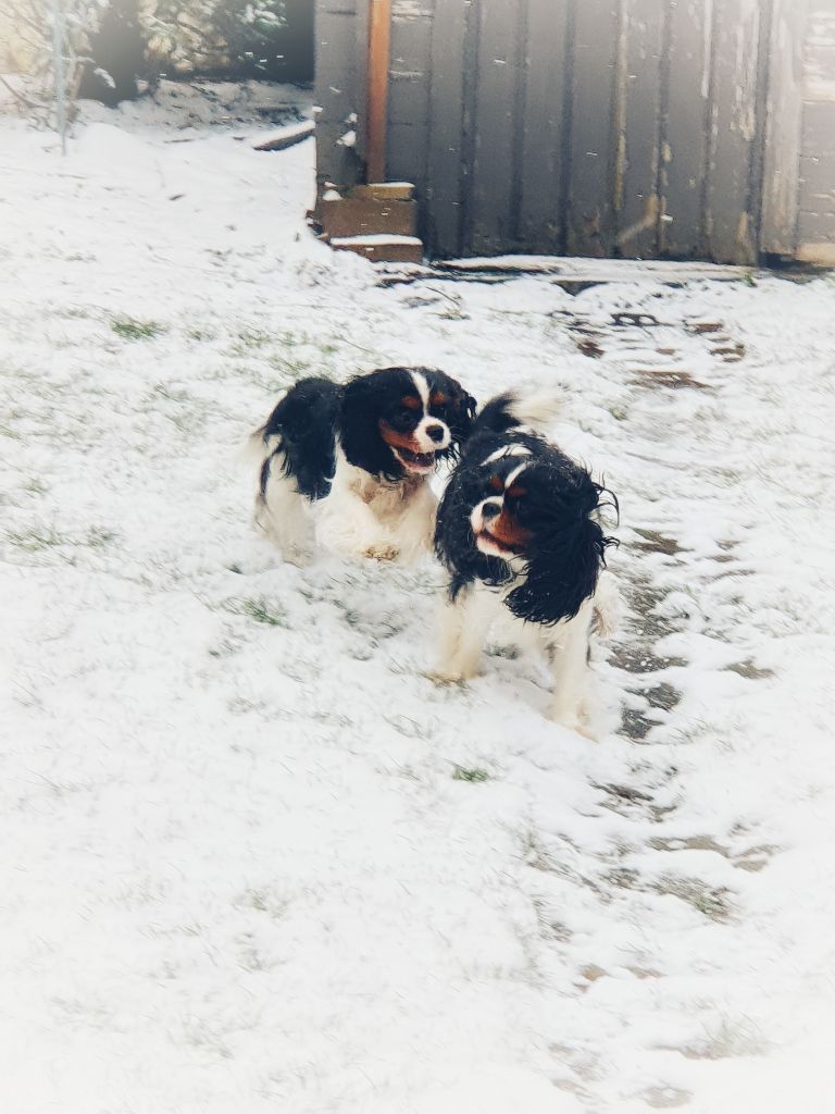 des cavaliers de cecvan - Rose et Narnia