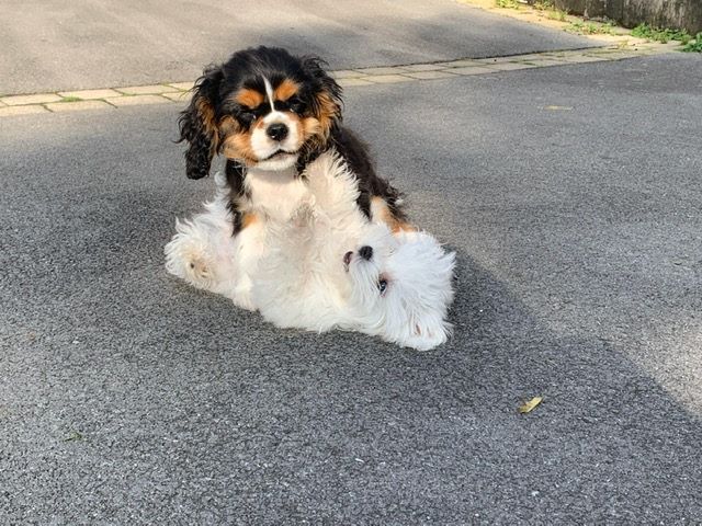 des cavaliers de cecvan - Pilou & Pixel