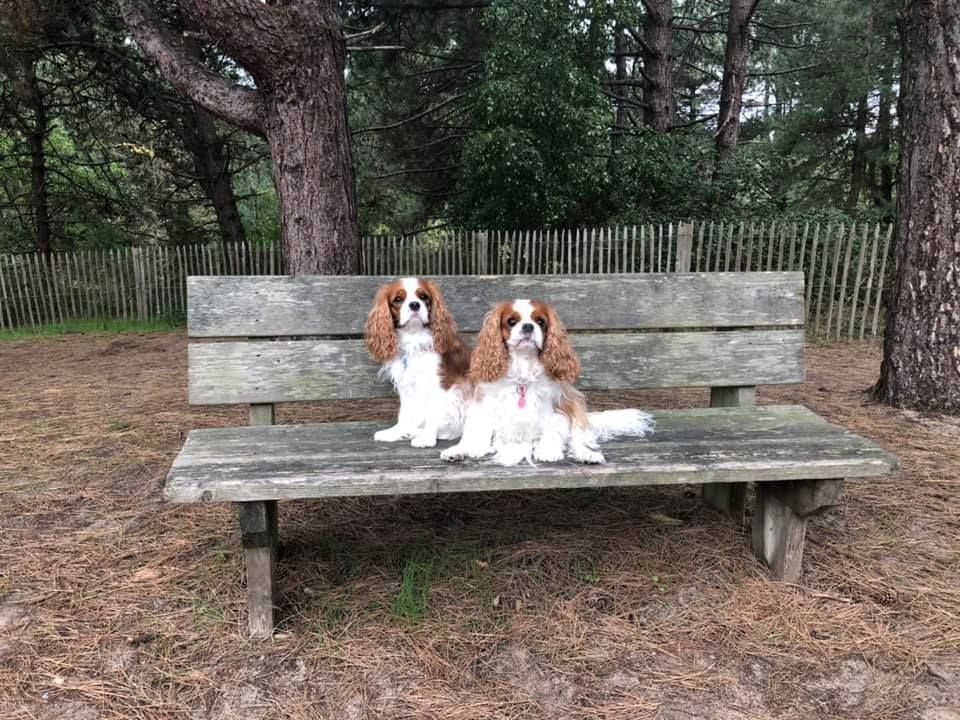 des cavaliers de cecvan - Ollie & Léna