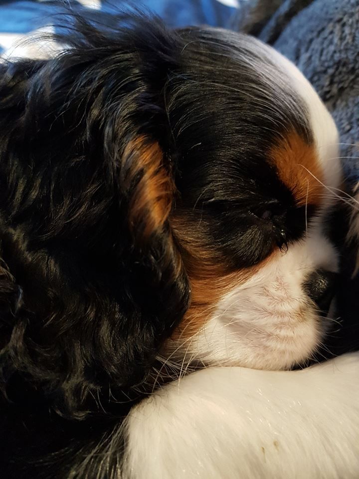 des cavaliers de cecvan - Obiwan