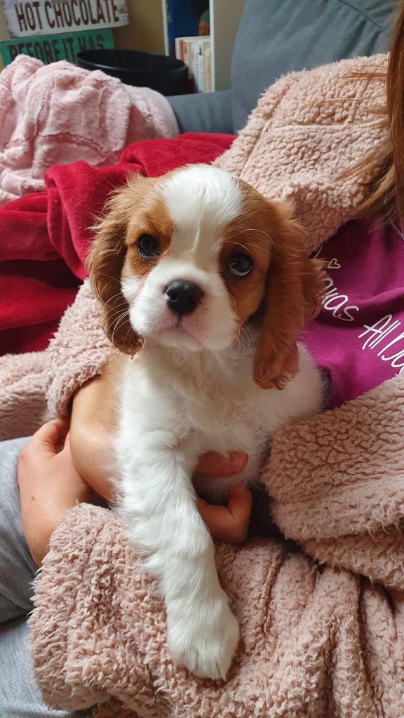 des cavaliers de cecvan - Charlie