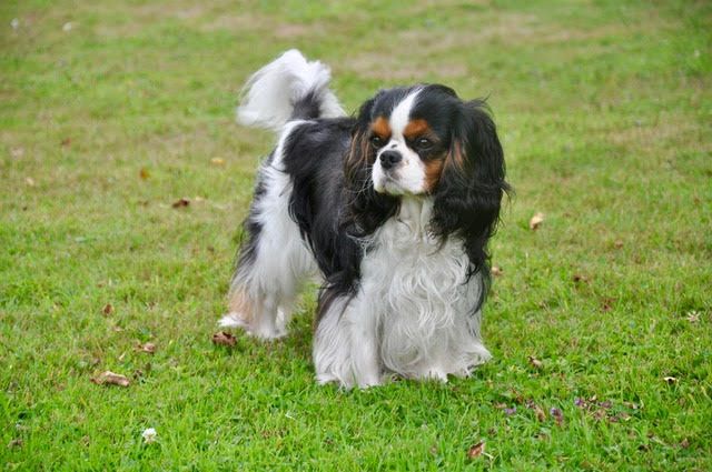 des cavaliers de cecvan - June