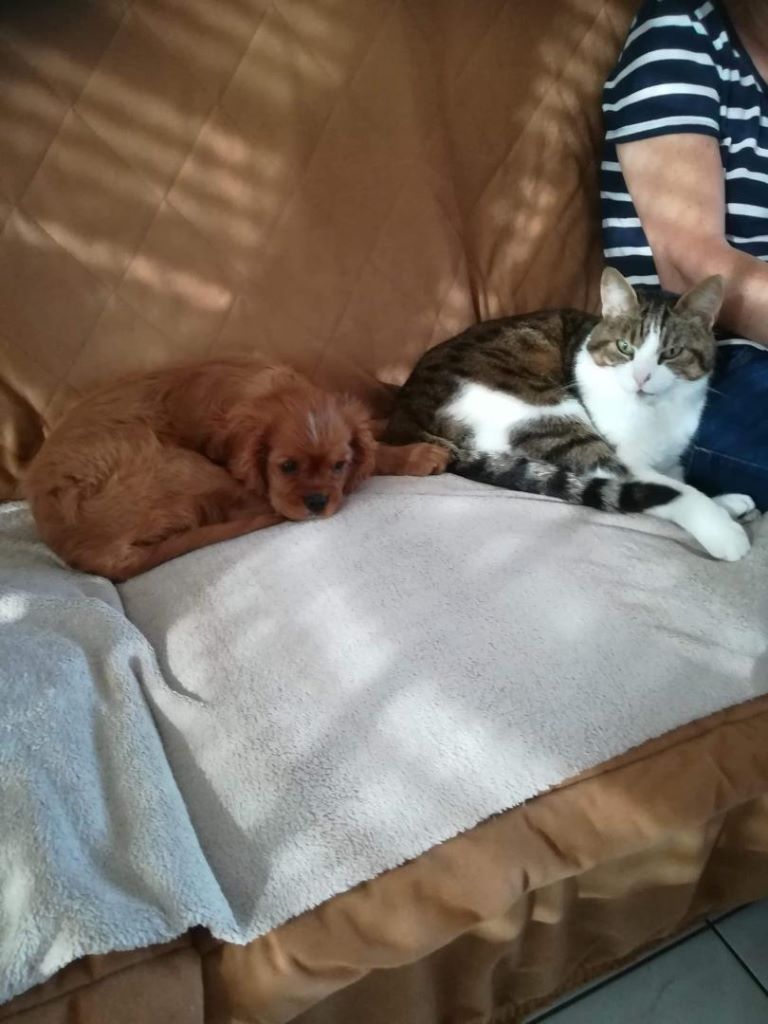 des cavaliers de cecvan - Poupppy