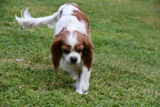 des cavaliers de cecvan - Saly