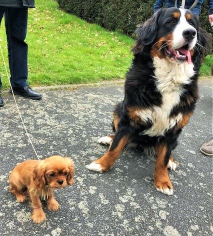 des cavaliers de cecvan - Une jolie rencontre