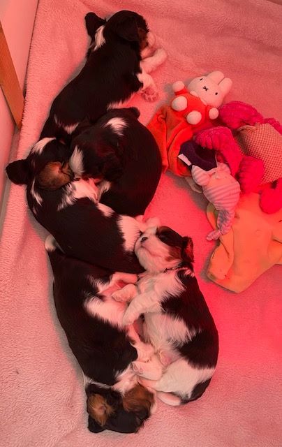 des cavaliers de cecvan - Les bébés