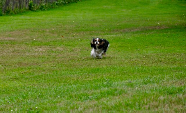 des cavaliers de cecvan - June