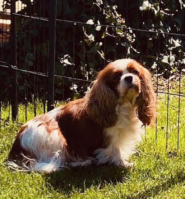 des cavaliers de cecvan - Duchesse