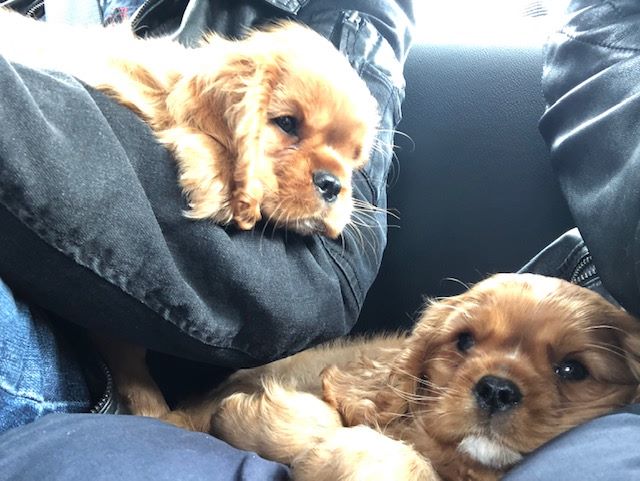 des cavaliers de cecvan - Princesse et Praline