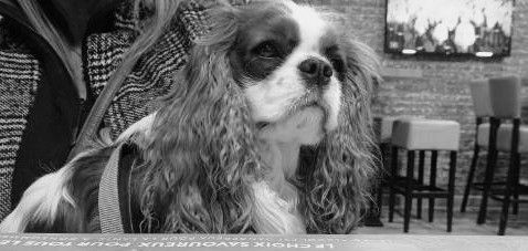 des cavaliers de cecvan - Ruby