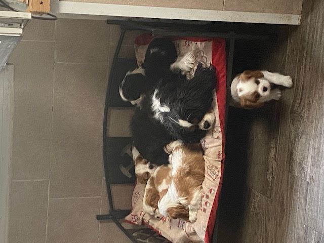 des cavaliers de cecvan - Mona et ses bébés